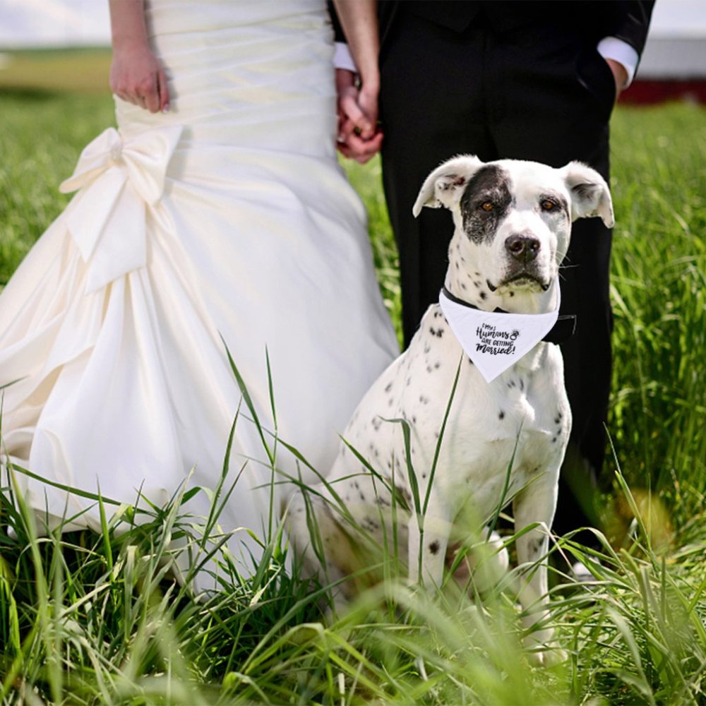 New set of 2 pet bandana for engagement / wedding for dog / cat - Picture 2 of 6